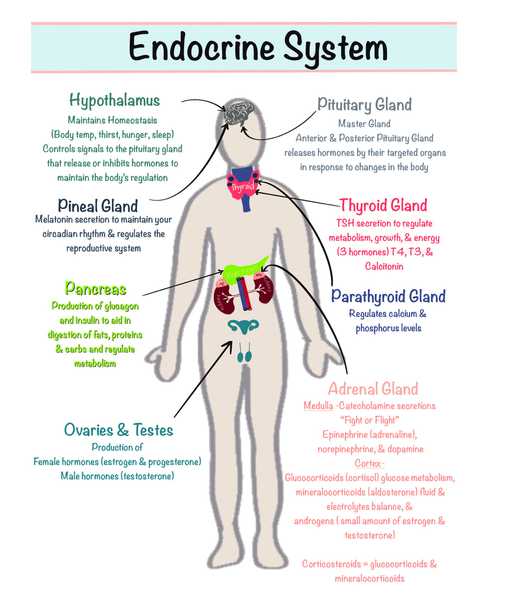 Nursing School Notebook (Spiral)